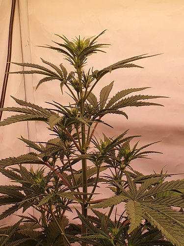 Growreport Bild 5