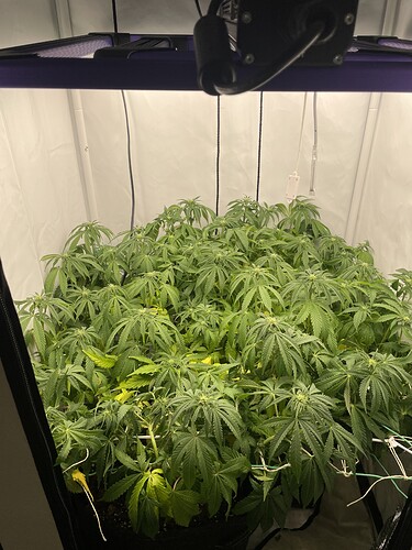 Growreport Bild 1