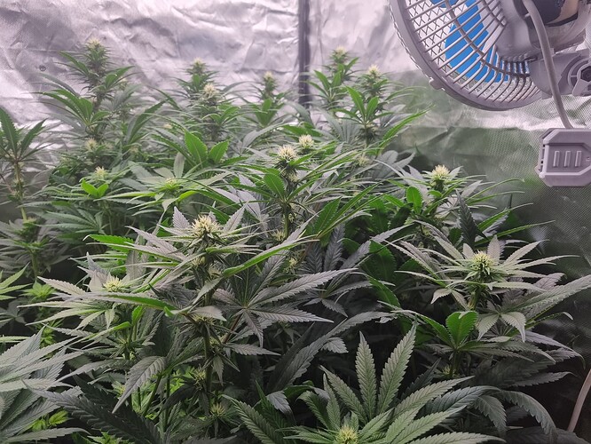 Growreport Bild 38