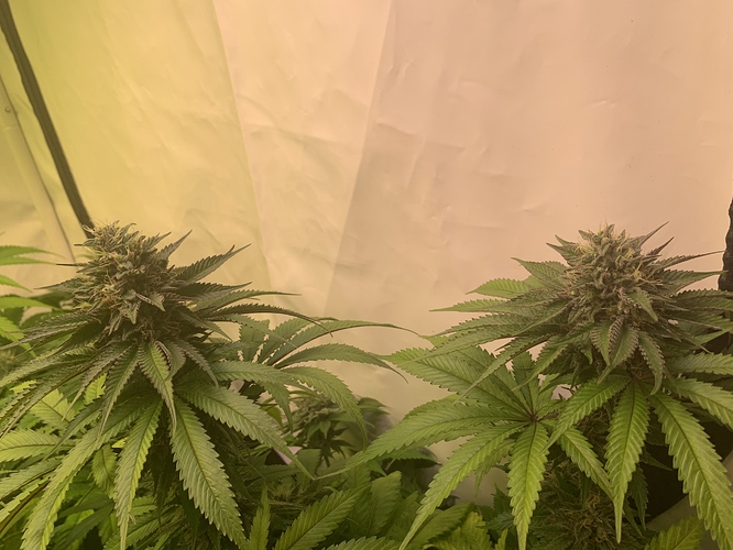 Growreport Bild 6