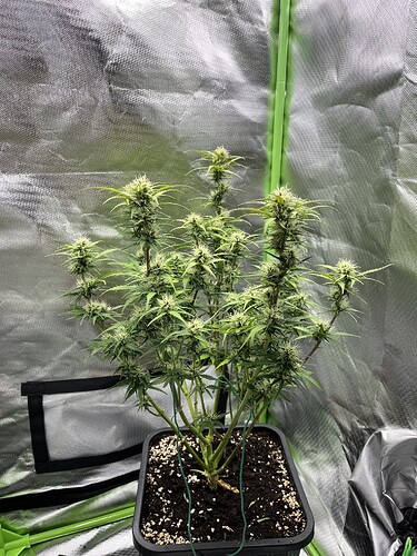 Growreport Bild 26