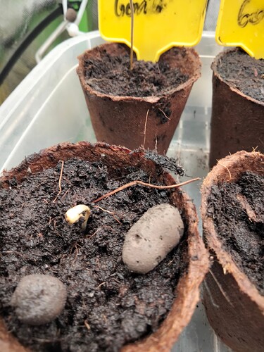 Growreport Bild 6