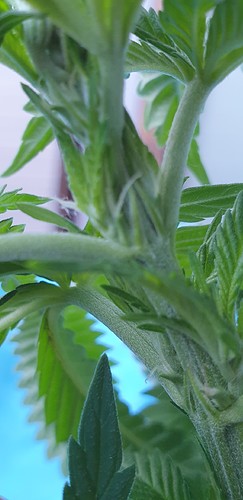 Growreport Bild 3