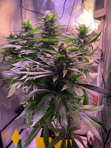 Growreport Bild 6