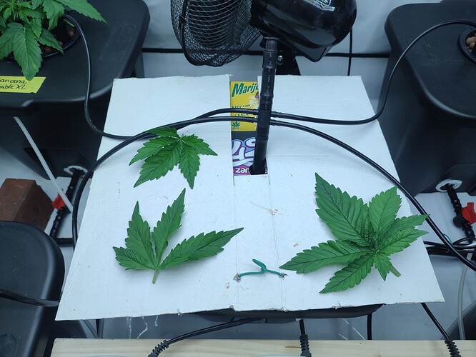 Growreport Bild 60