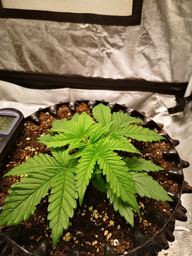 Growreport Bild 3