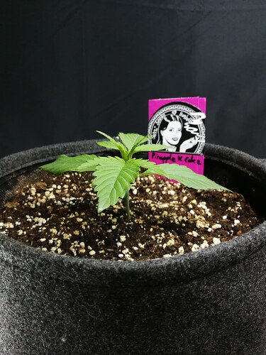 pineapple day14 a