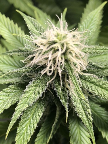 Growreport Bild 5