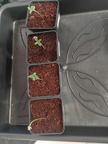 Growreport Bild 11