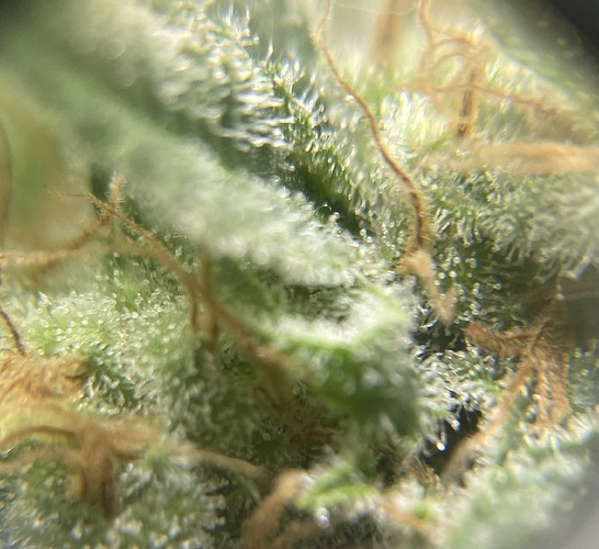 Growreport Bild 6