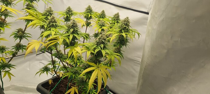 Growreport Bild 2