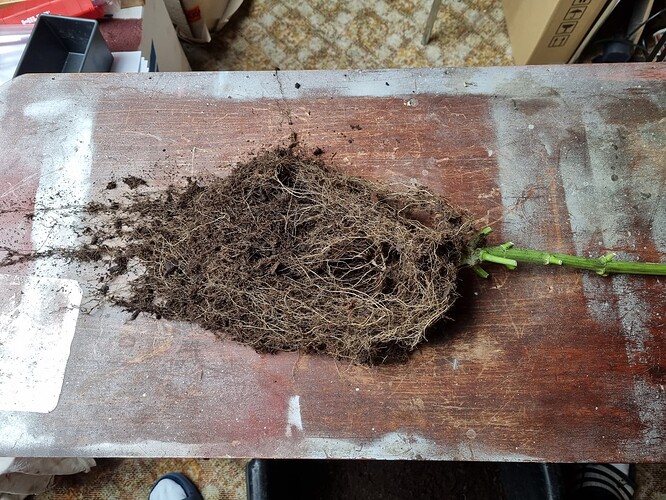 Growreport Bild 19