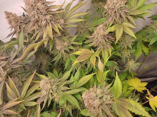 Growreport Bild 10