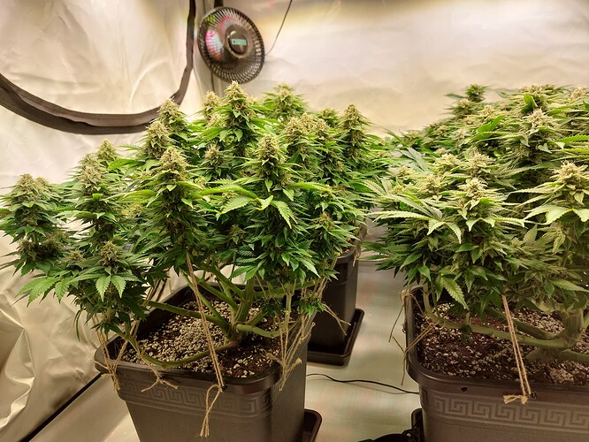 Growreport Bild 1