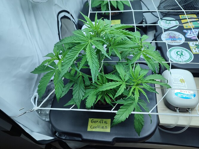 Growreport Bild 30