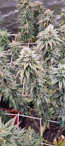 Growreport Bild 14