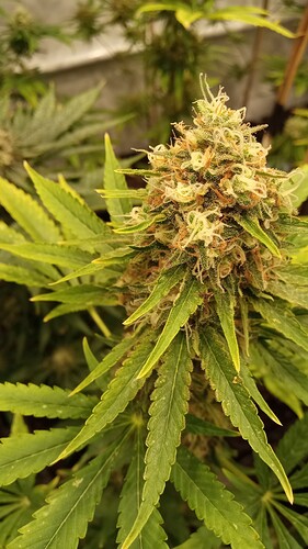 Growreport Bild 9