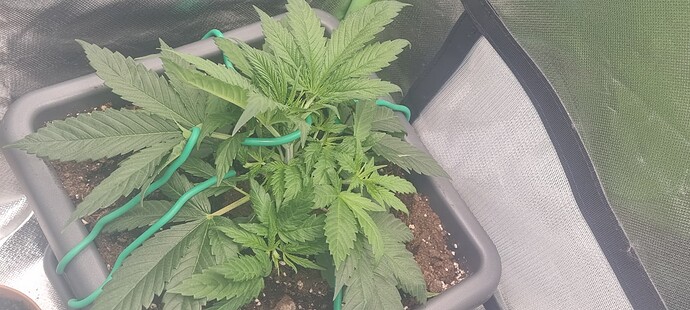 Growreport Bild 8