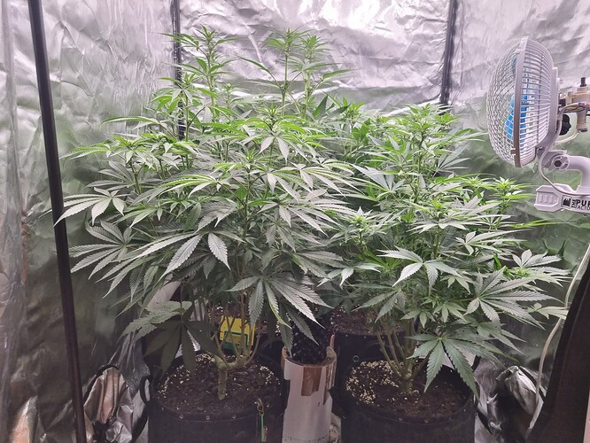 Growreport Bild 38