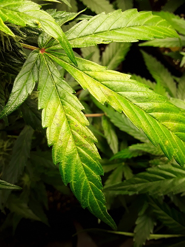 Growreport Bild 13