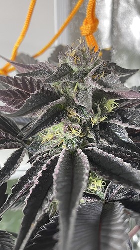 Growreport Bild 19