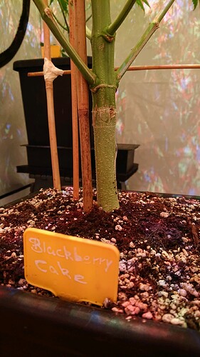 Growreport Bild 6