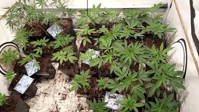 Growreport Bild 13