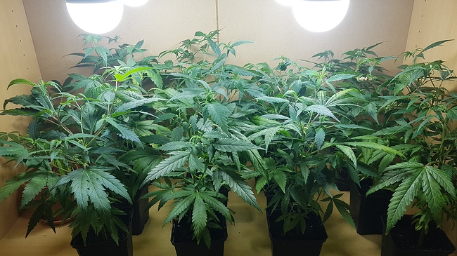 Growreport Bild 1