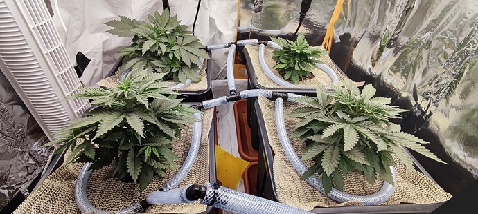 Growreport Bild 1