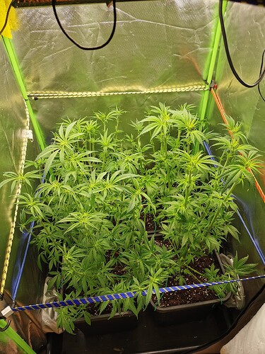Growreport Bild 6