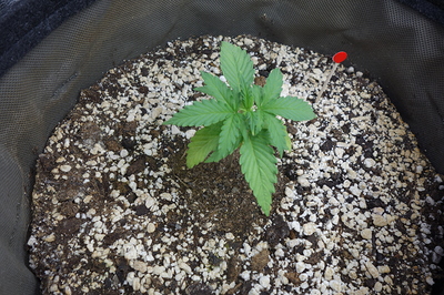 Ein junger Cannabis-Sämling in einem Stofftopf, der mit Erde und Perlit gemischt ist. Ein kleiner roter Markierungsstab ist im Boden steckend sichtbar.