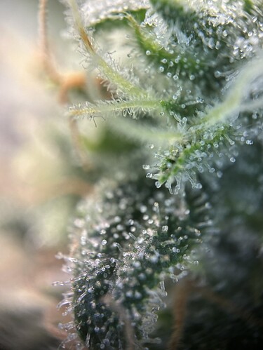 Growreport Bild 19