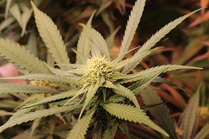 Growreport Bild 4