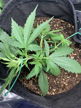 Growreport Bild 13