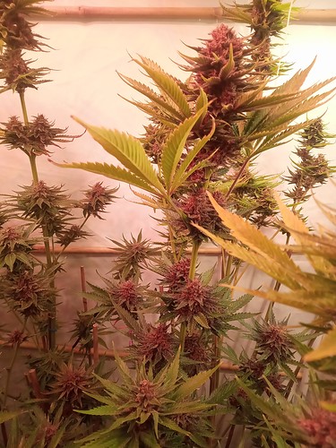 Growreport Bild 59