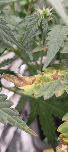 Growreport Bild 1