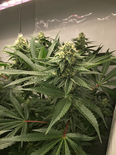 Growreport Bild 16