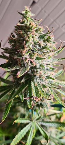 Growreport Bild 2
