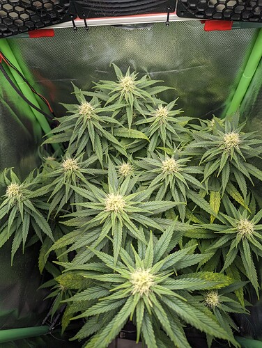 Growreport Bild 9