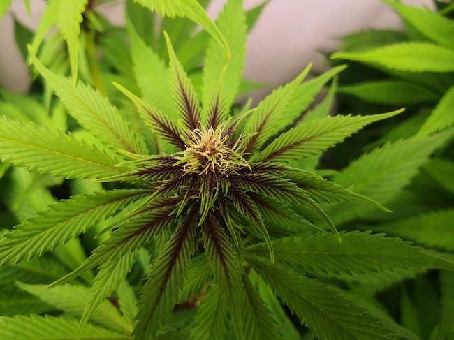 Growreport Bild 20