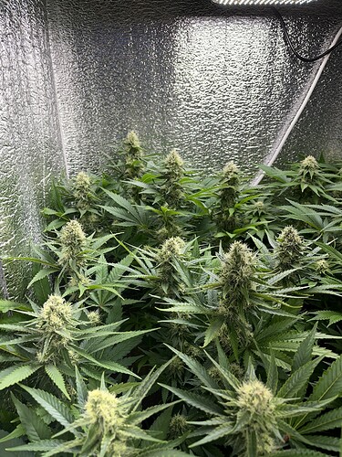 Growreport Bild 2
