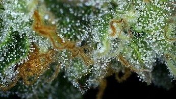 Growreport Bild 25