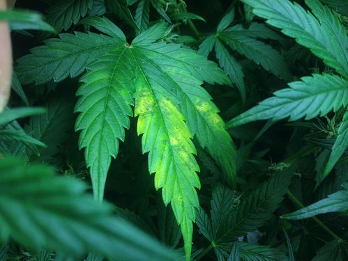 Growreport Bild 9