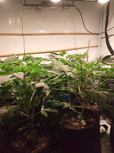 Growreport Bild 15