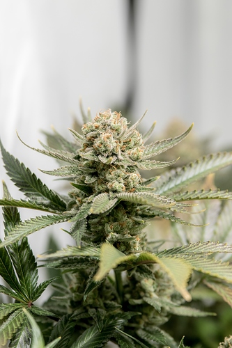 Growreport Bild 2