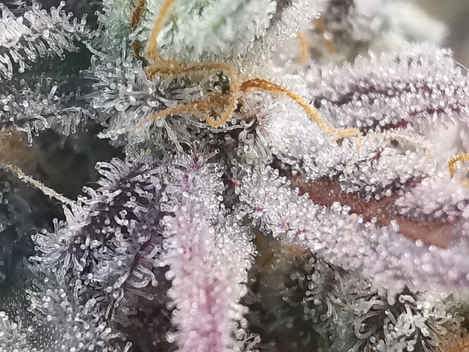 Growreport Bild 50