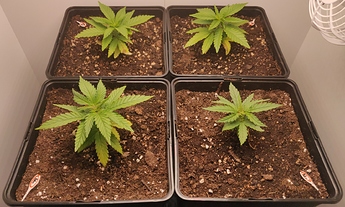 Growreport Bild 1