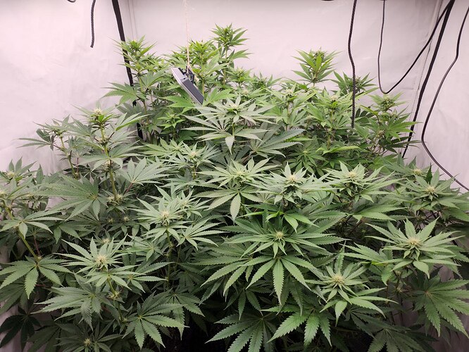 Growreport Bild 2