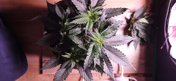 Growreport Bild 6