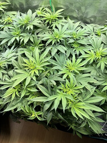 Growreport Bild 2